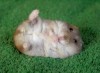 LittleL