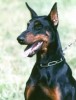 dobermann