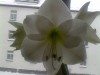 Amaryllis