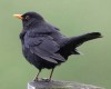 Amsel6888