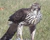 Goshawk